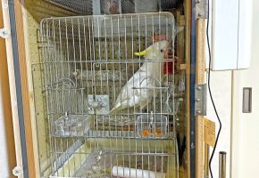 鳥のの鳴き声対策がすぐに出来ます。小型ですが猫にもお使いいだけます。